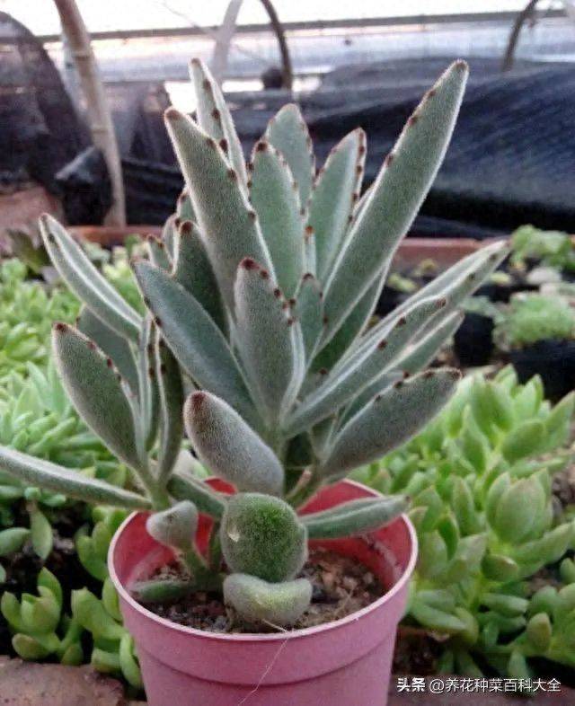 The method of planting meat plants