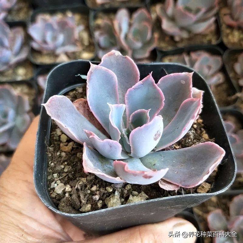 The method of planting meat plants