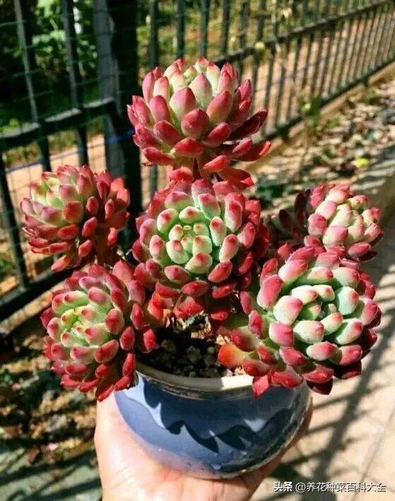 The method of planting meat plants