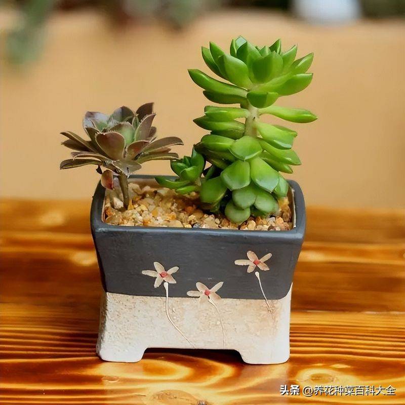 The method of planting meat plants