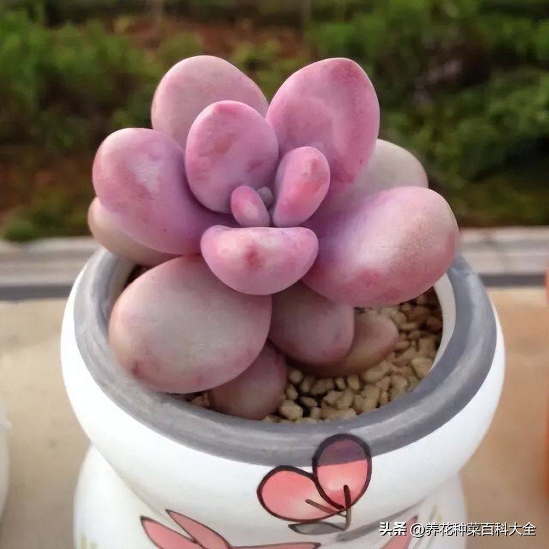 The method of planting meat plants