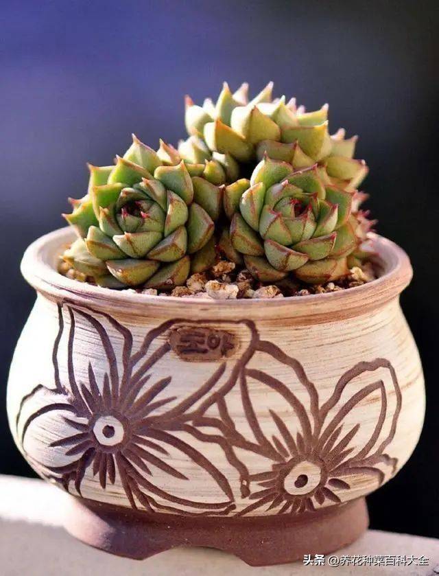 The method of planting meat plants