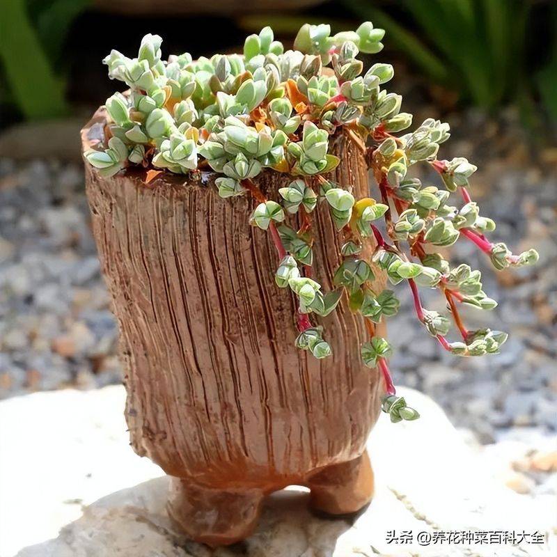 The method of planting meat plants