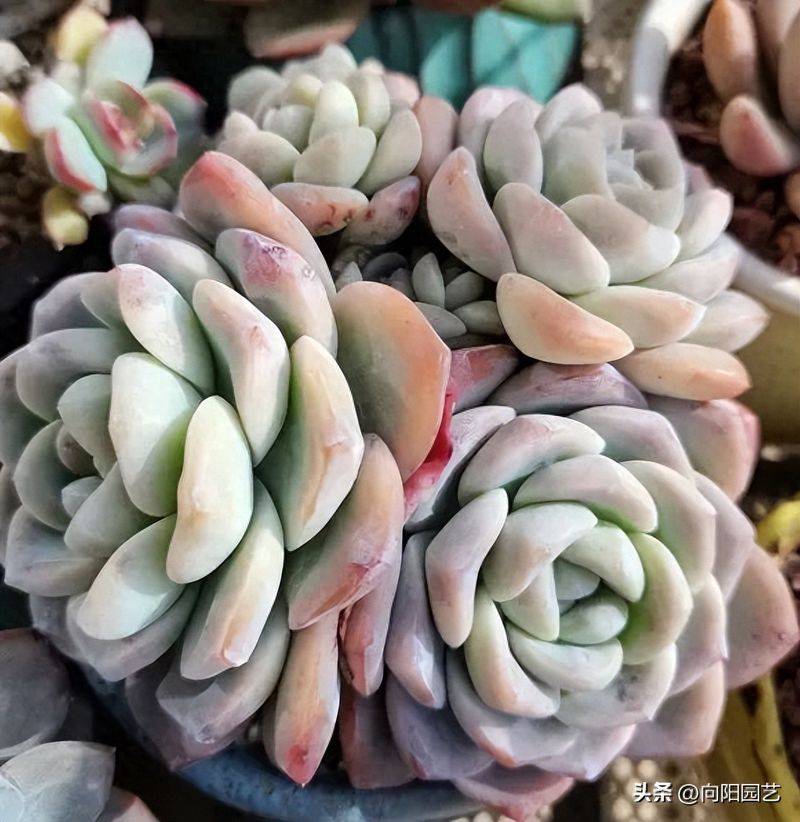 多肉植物的种植方法