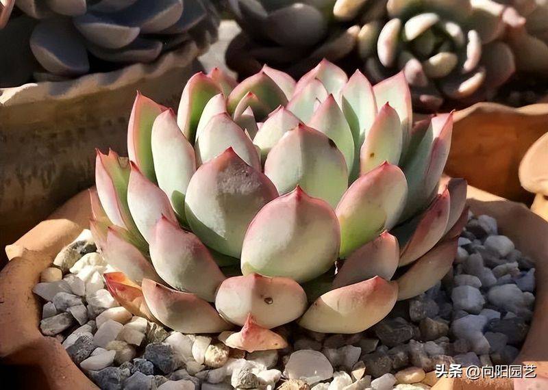 多肉植物的种植方法