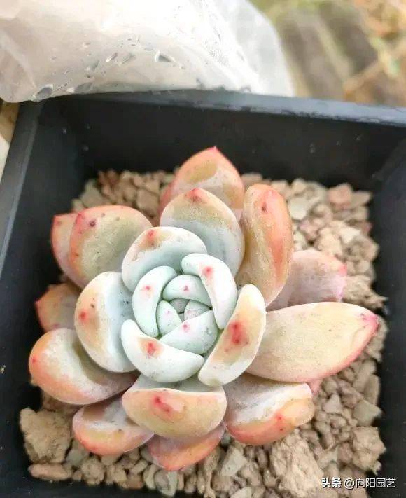 多肉植物的种植方法