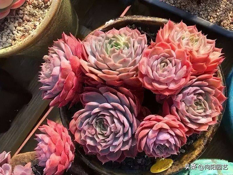 多肉植物的种植方法