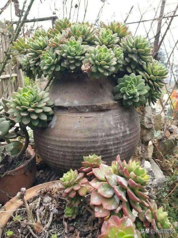 多肉植物的种植方法