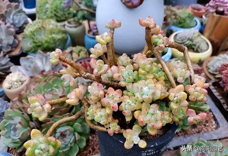 多肉植物的种植方法