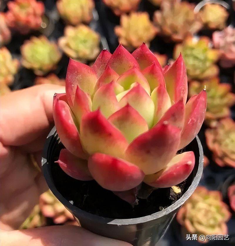 多肉植物的种植方法