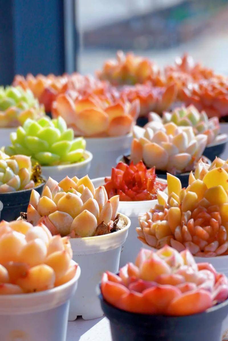 The method of planting meat plants
