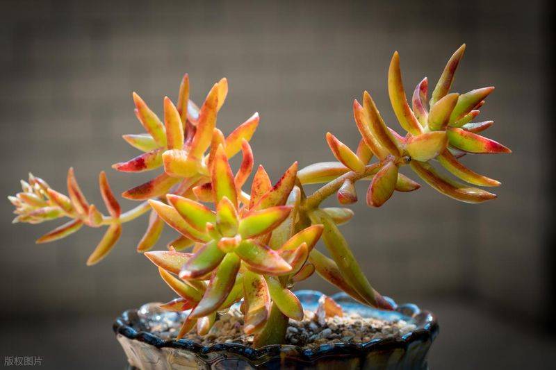 The method of planting meat plants
