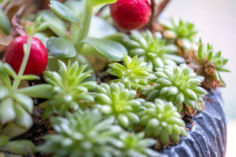 The method of planting meat plants