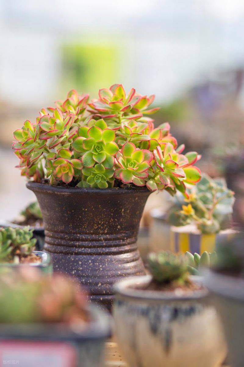 The method of planting meat plants