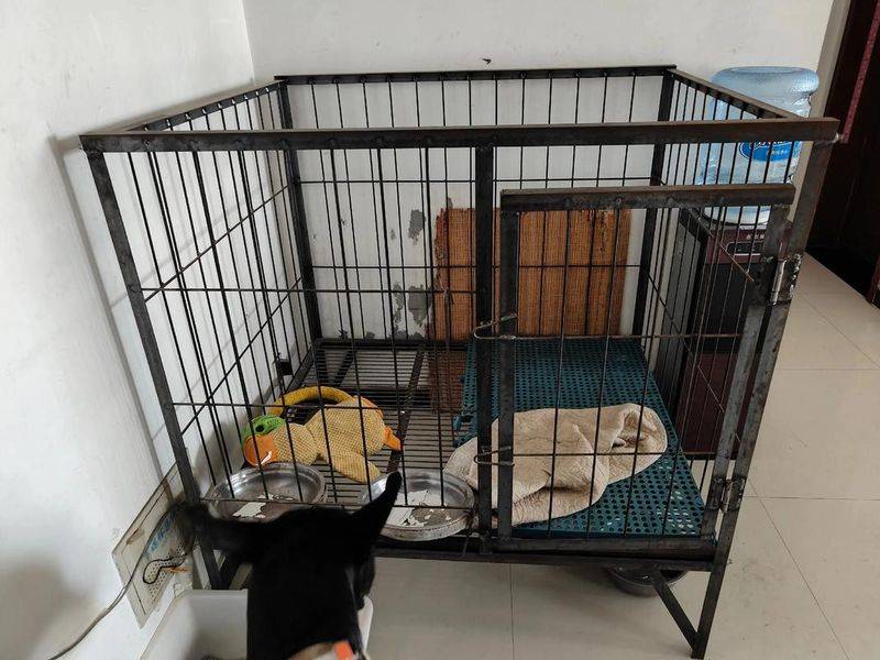 杭州虹泰宠物医院费用