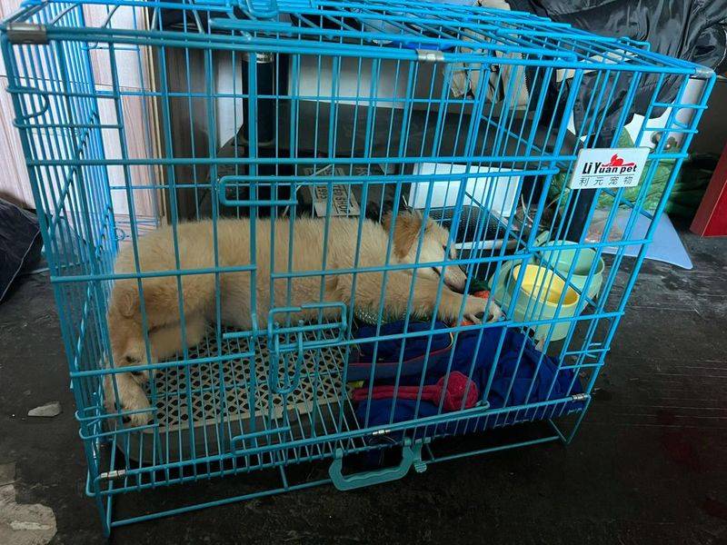 杭州虹泰宠物医院费用