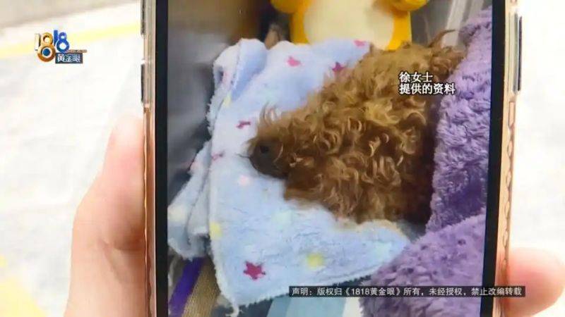 杭州虹泰宠物医院费用