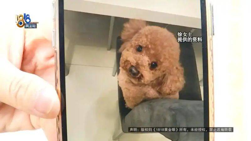 杭州虹泰宠物医院费用