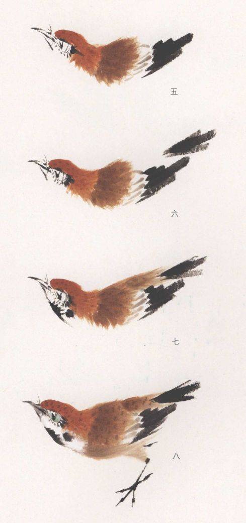 国画麻雀的画法步骤