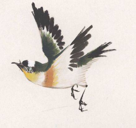 国画麻雀的画法步骤