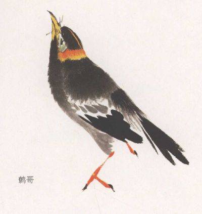 国画麻雀的画法步骤