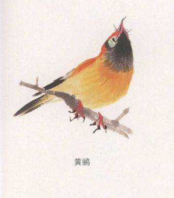 国画麻雀的画法步骤