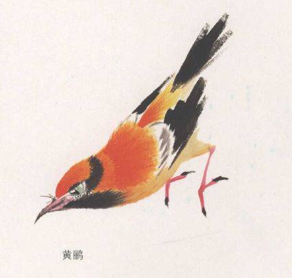 国画麻雀的画法步骤