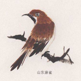 国画麻雀的画法步骤