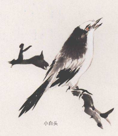 国画麻雀的画法步骤