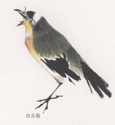 国画麻雀的画法步骤