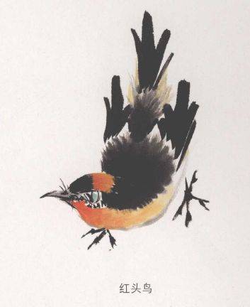 国画麻雀的画法步骤