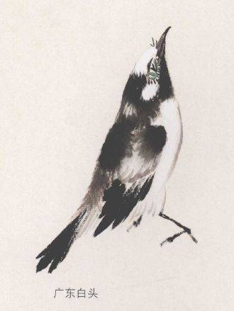 国画麻雀的画法步骤