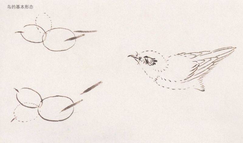 国画麻雀的画法步骤