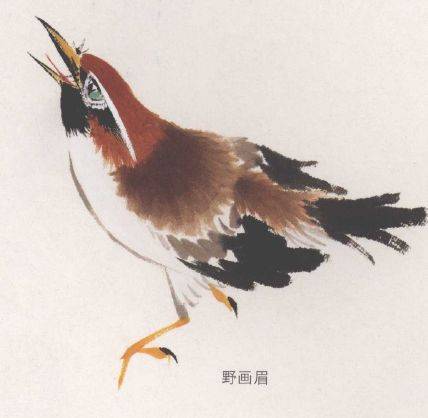 国画麻雀的画法步骤