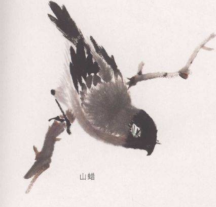 国画麻雀的画法步骤