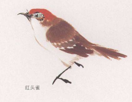 国画麻雀的画法步骤