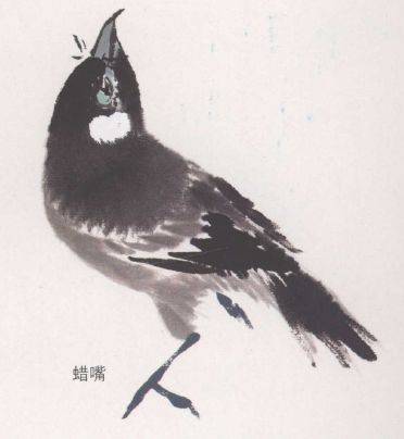 国画麻雀的画法步骤