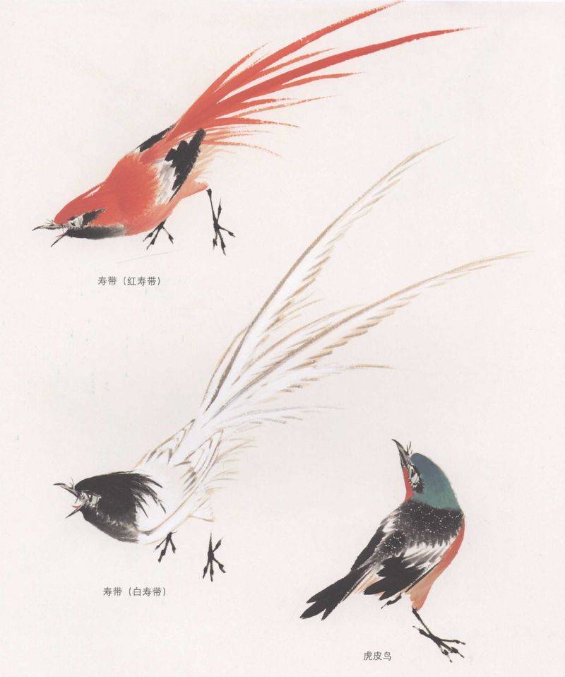 国画麻雀的画法步骤