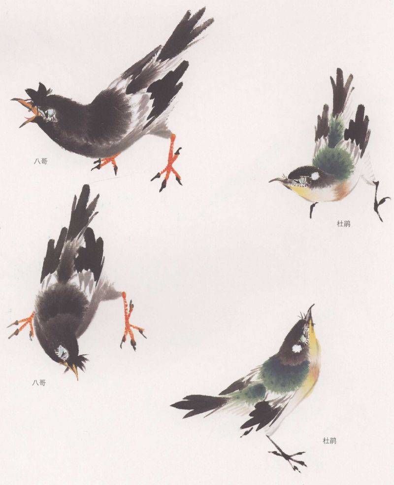 国画麻雀的画法步骤