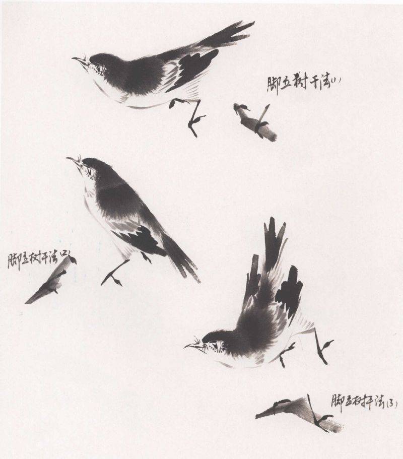 国画麻雀的画法步骤