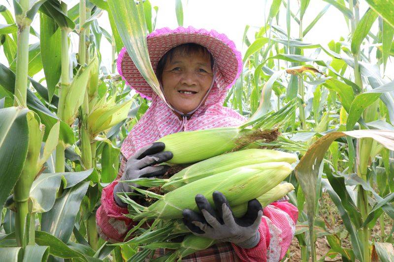 Fruit corn cultivation