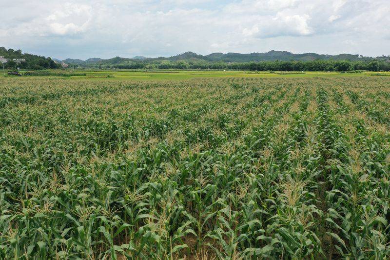 Fruit corn cultivation