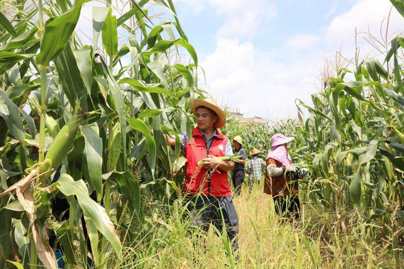 Fruit corn cultivation