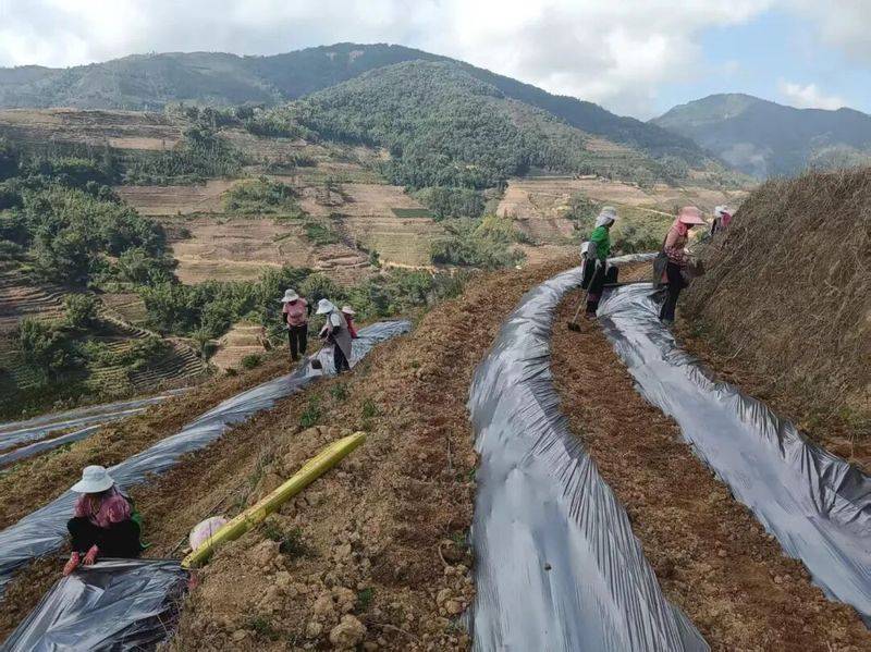 The method of cultivation of human cucumbers