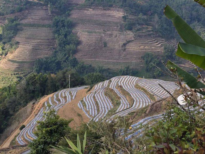 The method of cultivation of human cucumbers