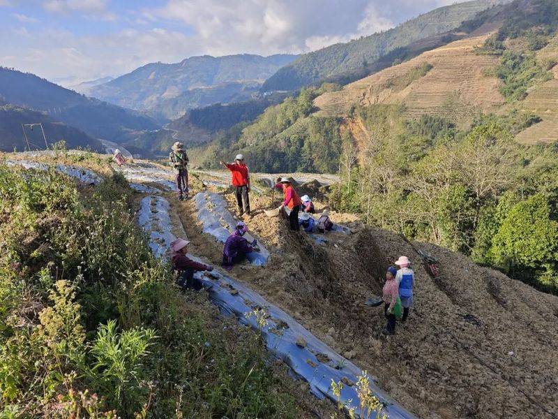 The method of cultivation of human cucumbers