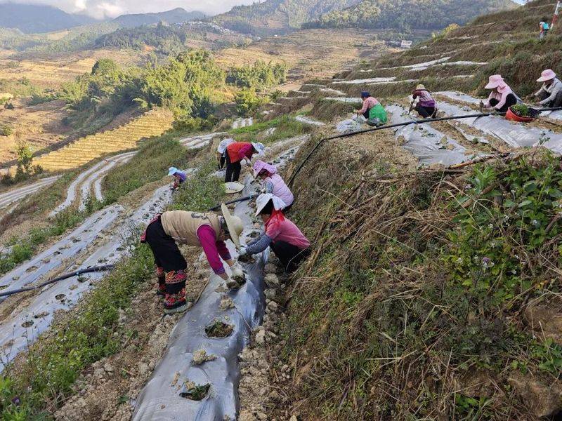 The method of cultivation of human cucumbers