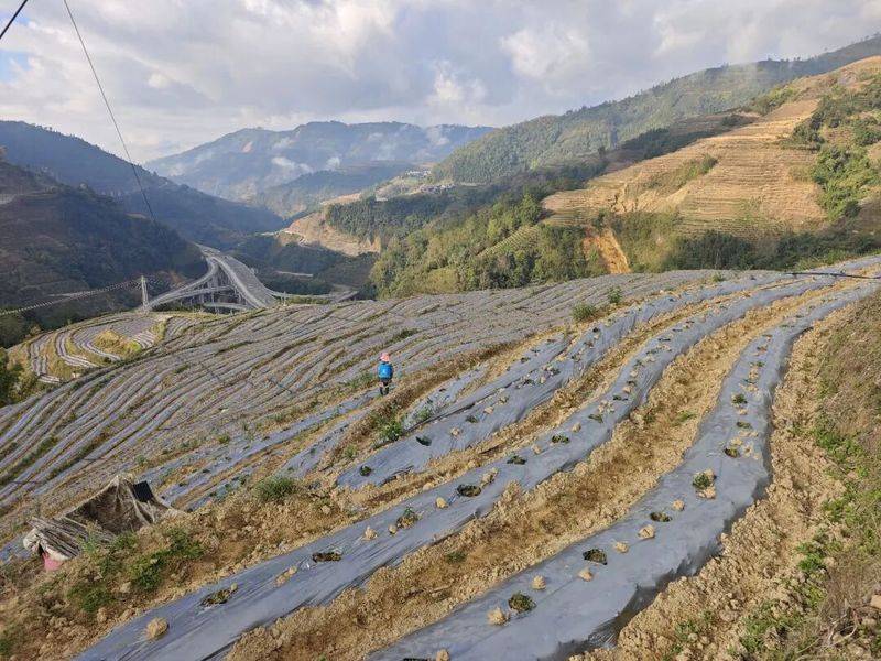 The method of cultivation of human cucumbers