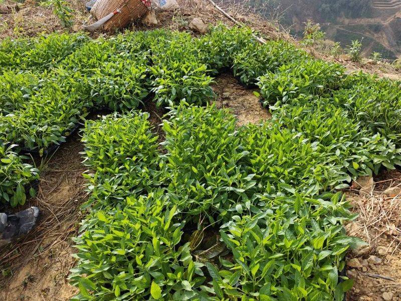 The method of cultivation of human cucumbers