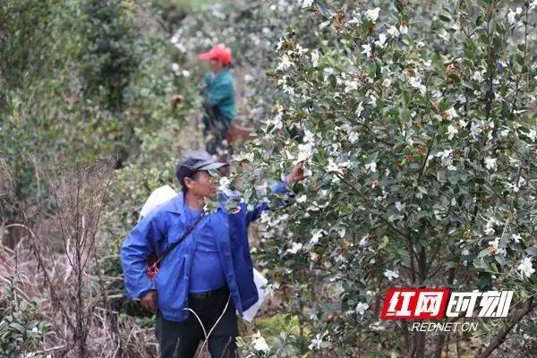 山油茶种植技术